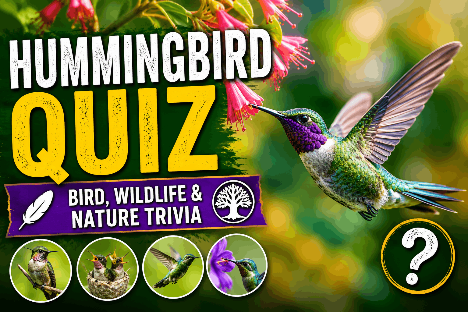 Read more about the article Hummingbird Quiz 2026 – Nature, Flight & Fun Facts